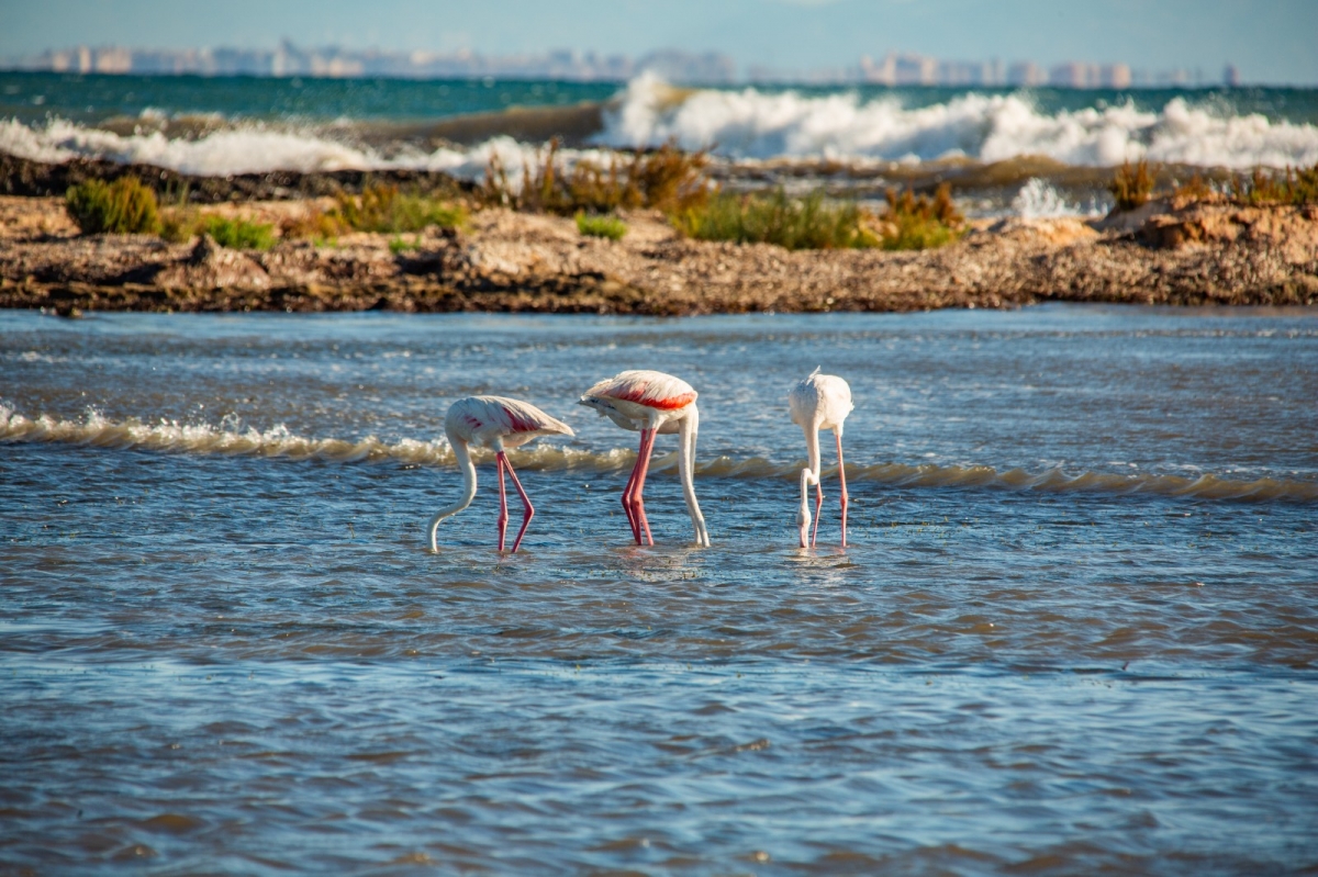  - Foto: J.J. PEÑALVER