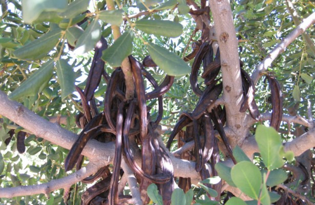 Agricultura busca revitalizar el cultivo del algarrobo para apostar por la sostenibilidad