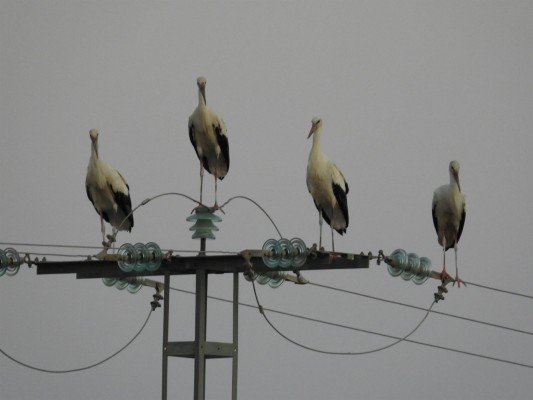 Denuncian la electrocución de varias cigüeñas blancas en un tendido de Calasparra
