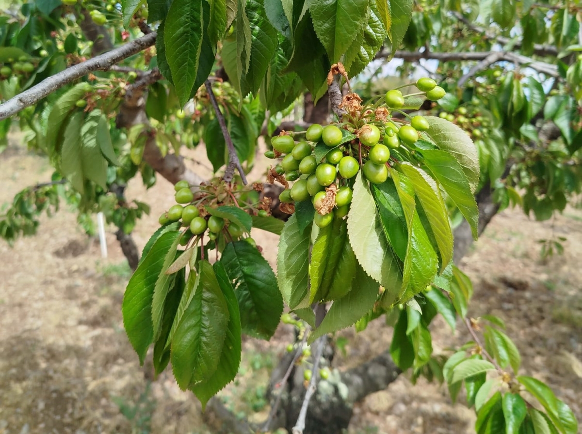 La campaña de la cereza en Castellón florece con un 90% de producción tras casi un lustro en mínimos