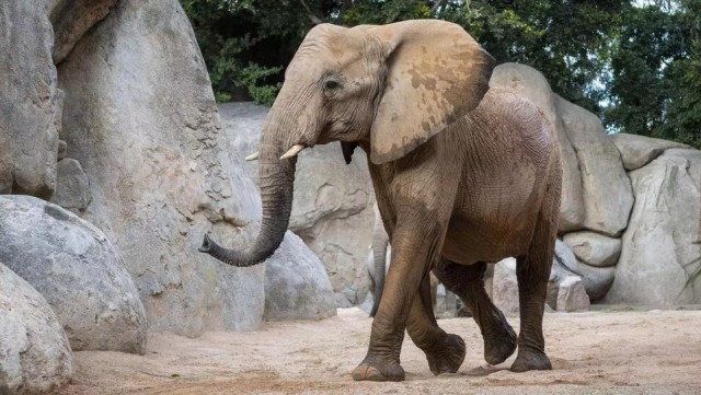 Muere la elefanta Miri, de Bioparc Valencia, tras clavarle un macho el colmillo mientras la montaba