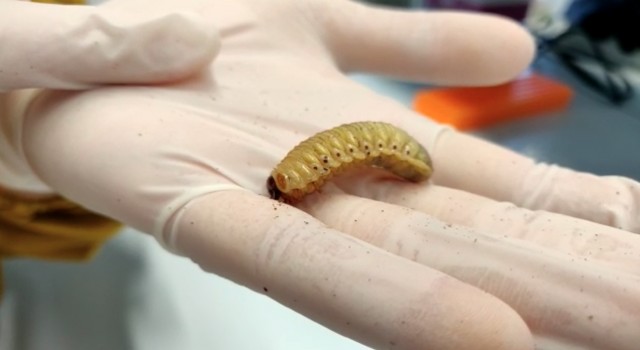 Un estudio muestra el interés industrial de la comunidad microbiana de un escarabajo