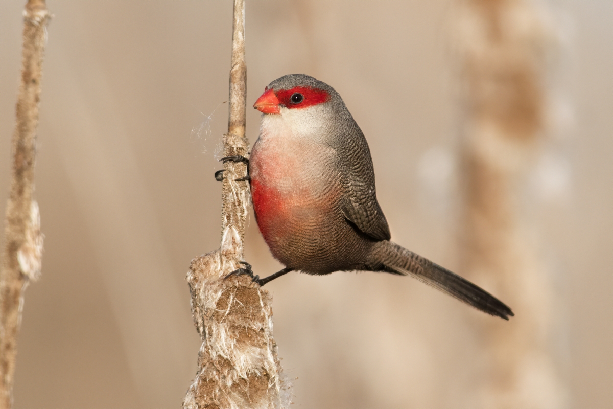 El abandono agrario y su colonización por plantas invasoras facilita la expansión en la Península Ibérica del estrilda común