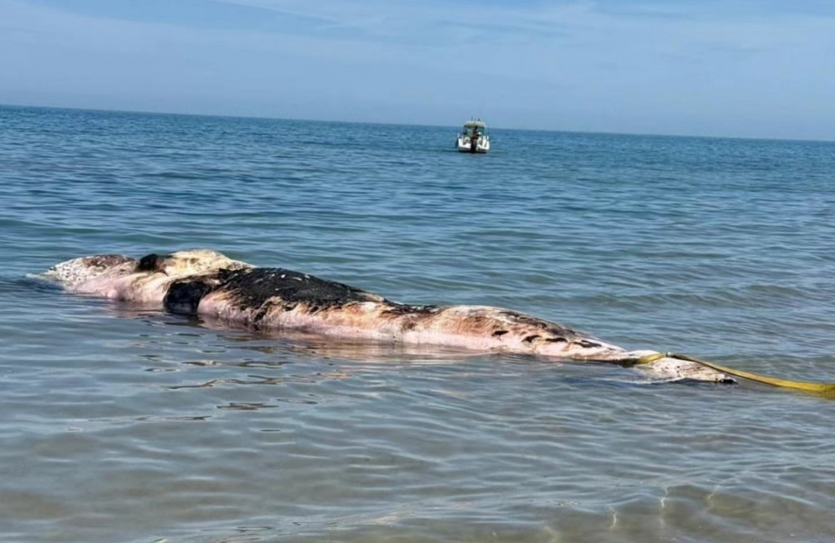 Aparece un cachalote sin vida en Oliva