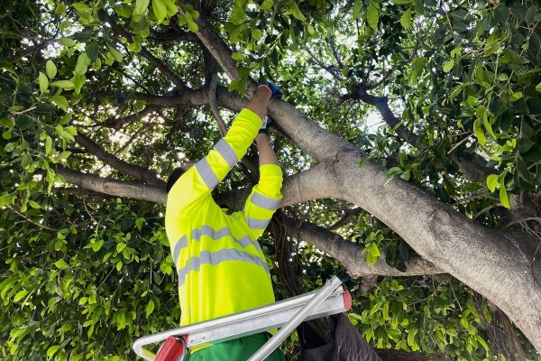 Cartagena comienza los controles de plagas en más de 40 ficus