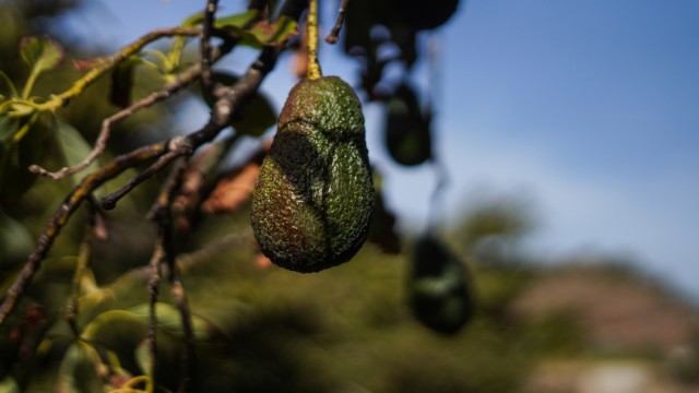 La campaña del aguacate valenciano acaba con un 50% más de producción y precios 