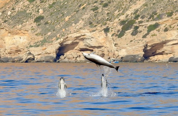 Poligàmia a la costa de Benidorm