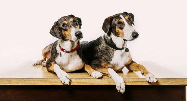 ¿Clonar o no clonar (mascotas)?, esa es la cuestión