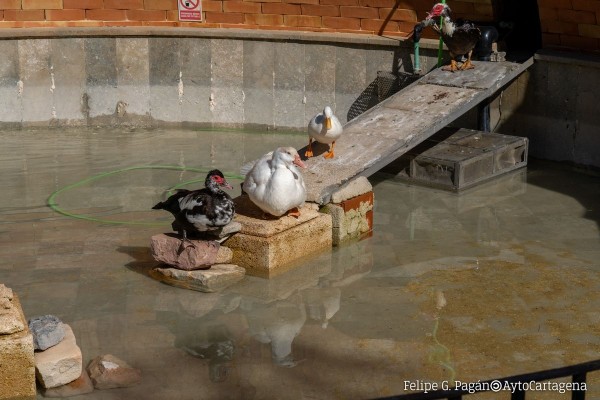Los patos regresan a la fuente del Parque Torres de Cartagena tras el episodio de gripe aviar