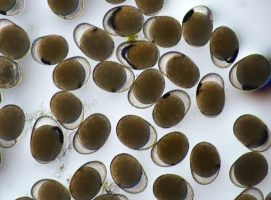 Un equipo investigador de la UV revela estrategias que favorecen la supervivencia de invertebrados acuáticos