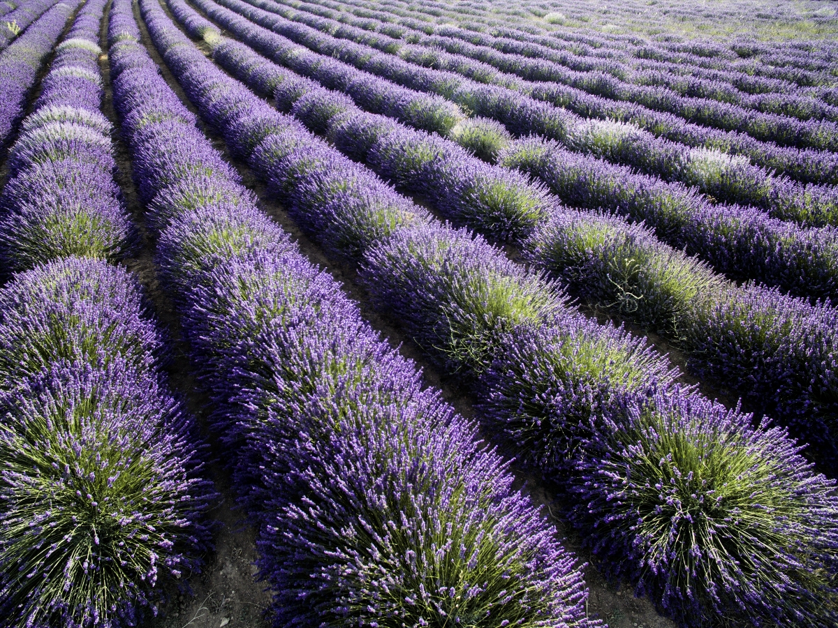 Floración de lavanda en Campo San Juan, Moratalla.