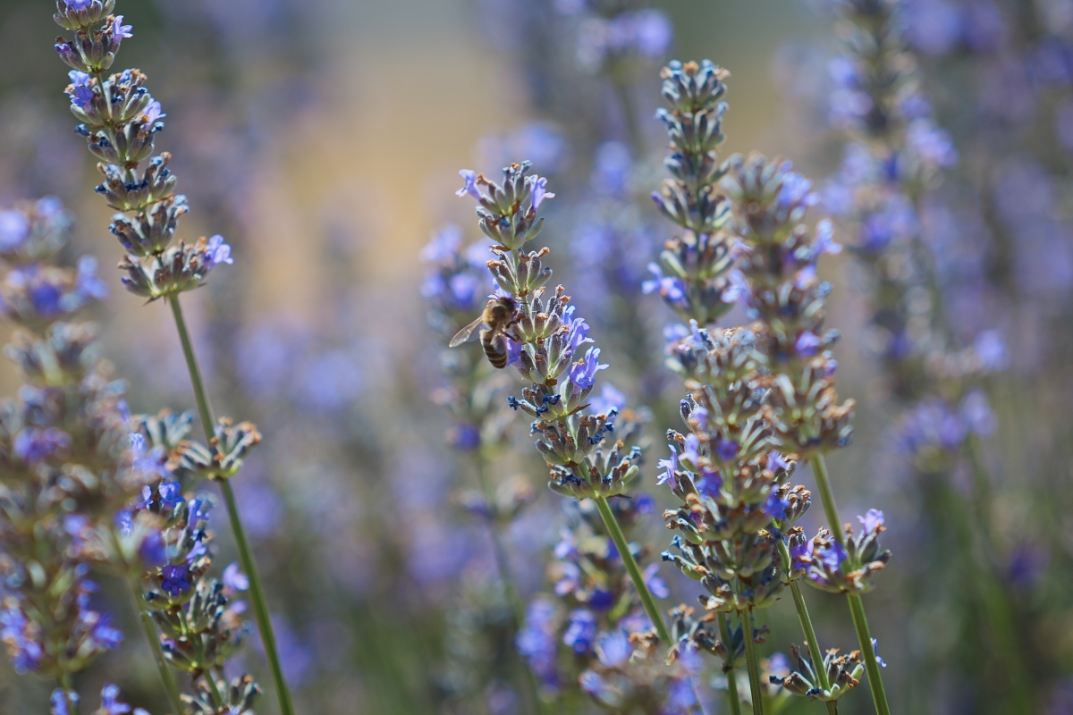 lavanda en Campo San Juan, Moratalla.