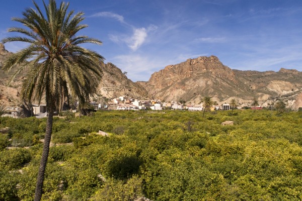 La Región de Murcia huele a azahar y lavanda: así se vive la floración en el Valle de Ricote y Moratalla