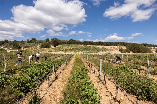 PRERIVID presenta en Bodegas Enguera los avances para mejorar la gestión del riego en el viñedo
