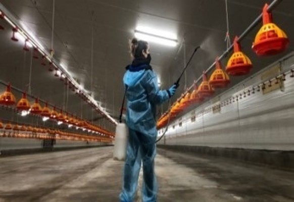 El CECAV logra la reducción de Salmonella en aves de corral mediante un sistema de bacteriófagos