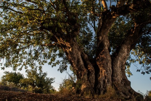 El algarrobo, un cultivo que es identidad