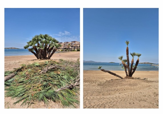 Polémica en la Cala del Pino de La Manga por la poda de palmitos autóctonos