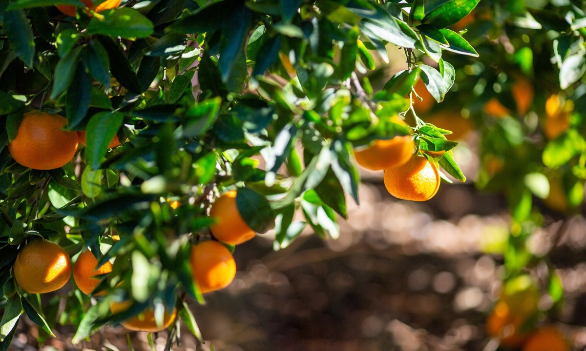 Un equipo de la UPV descubre cómo reducir el rajado del fruto en naranjas y mandarinas