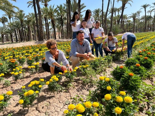 Elche recupera la tradición de plantar tagetes en huertos históricos para la Batalla de Flores