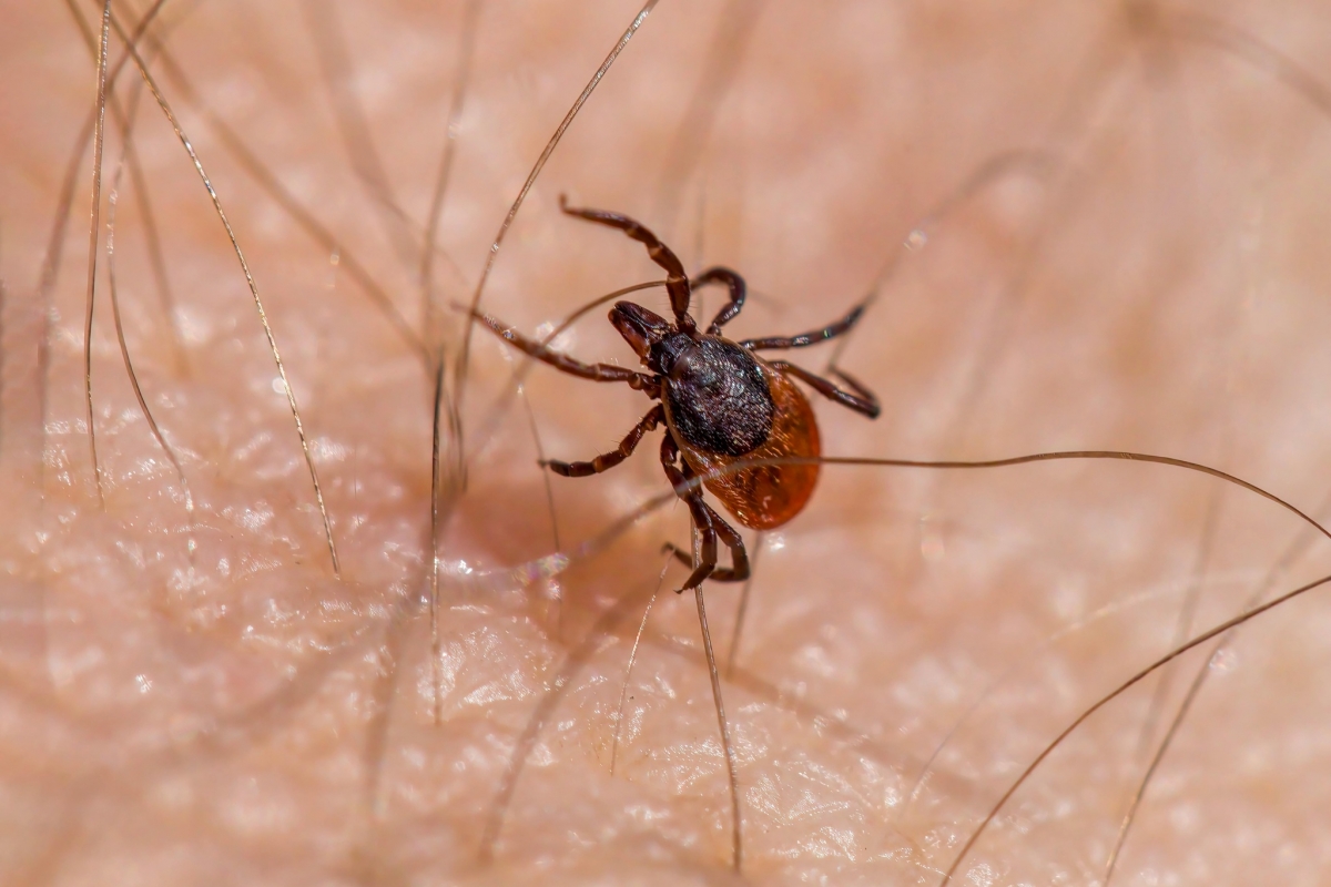 Cómo evitar la Enfermedad de Lyme que contagian las garrapatas: recomendaciones de la Consejería de Salud