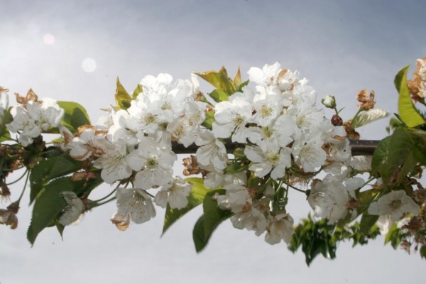 Las Cerezas Montaña de Alicante prevén producir este año entre 4 y 5 millones de kilos