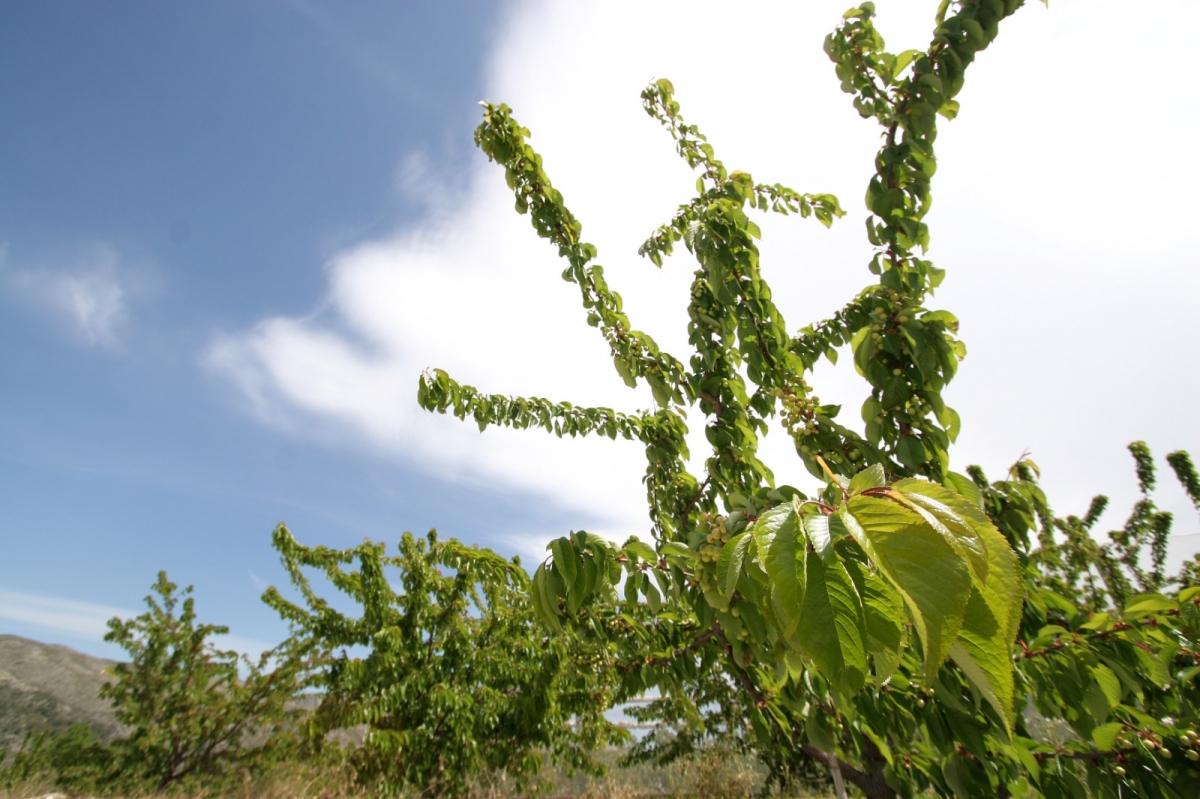 Agricultura colabora con la UJI en el control biológico de la plaga en el cultivo de cereza en Castellón y Alicante