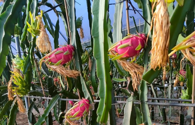 La pitahaya: el cultivo dragontino que ya es una alternativa en el campo valenciano 