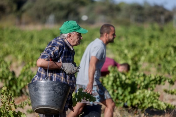 La afiliación al Régimen Agrario y al del Hogar cae un 14% desde 2019 tras el alza del SMI, según Fedea