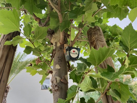 Más de 3.000 mariquitas combatirán las  plagas en los Huertos de Ocio de Murcia