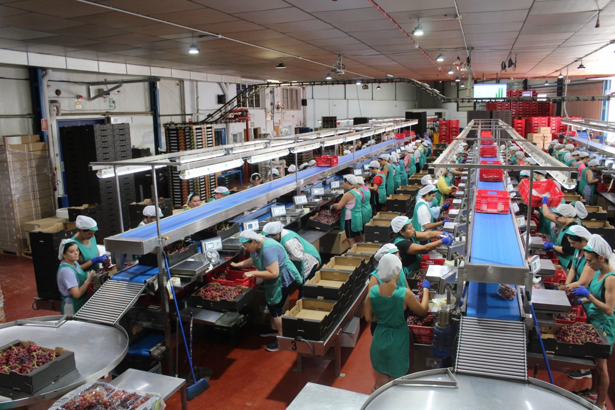Así opera la industria alimentaria de la Región de Murcia: más inversión, más empleo y 250 nuevos exportadores