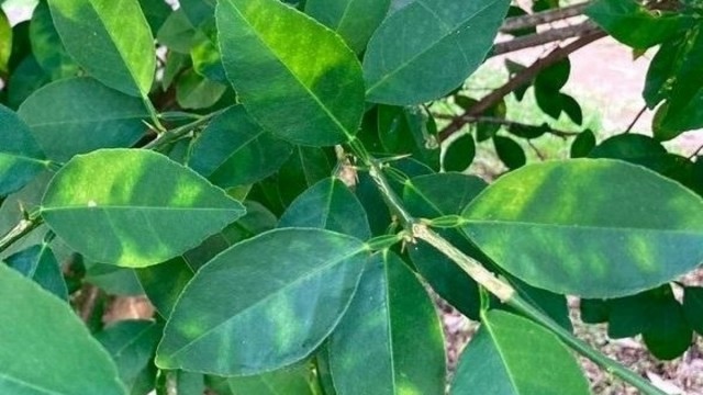 La Unió pide ayudas urgentes para las explotaciones de cítricos afectadas por el virus de la clorosis nervial amarilla