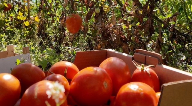 La Diputació financia 120.000 kilos de tomates valencianos para La Tomatina de Buñol 2024
