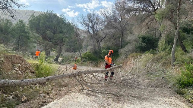 La Generalitat extiende al término municipal de Benidorm la retirada de pinos secos en el Parque Natural de Serra Gelada