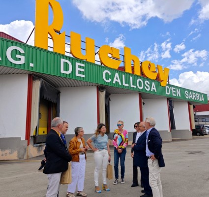 La campaña del níspero llega a su recta final: supone el 80% del PIB de Callosa d'en Sarrià