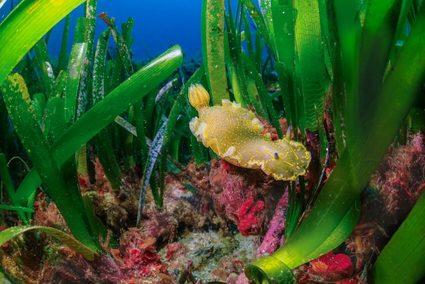 La 15K Formentera Night Run reafirma su apuesta por la sostenibilidad sellando su compromiso con SavePosidonia