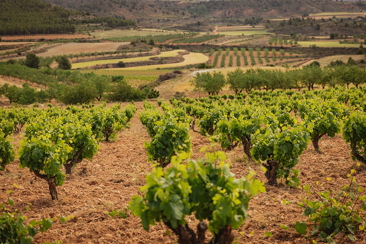 Agricultura refuerza la proyección exterior del vino valenciano aumentando las ayudas