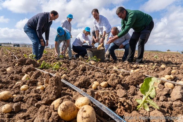 Cartagena reivindica la patata temprana como uno de los grandes motores del Campo