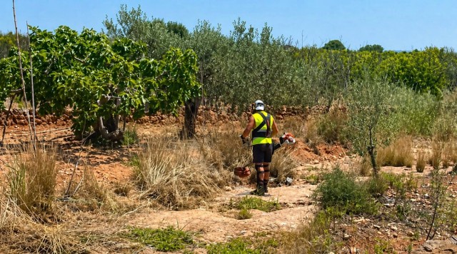 Betxí recibe 60.500 euros de subvención del SEPE para fomentar el empleo agrario en el municipio