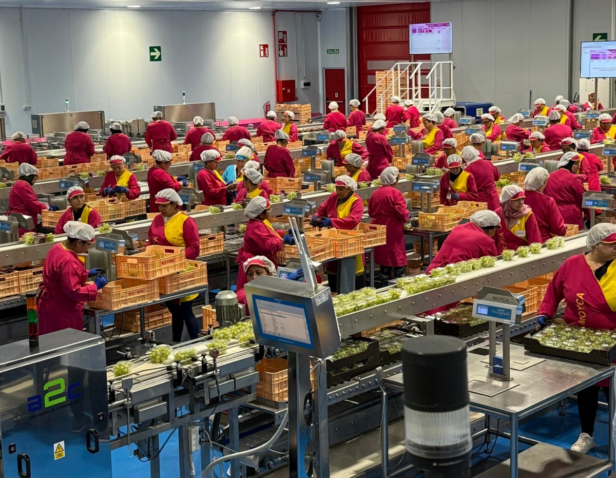 La totanera Moyca contratará 6.000 personas para la campaña de la uva de 2026