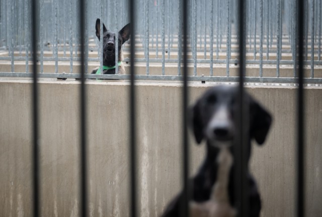 La protectora Modepran pierde los refugios de València: El Ayuntamiento adjudica el servicio por 5 millones a una nueva empresa