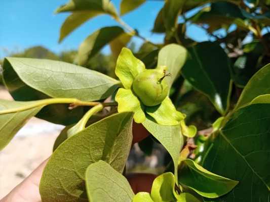 Una plaga procedente de Sudáfrica causa pérdidas de 5 millones en el caqui valenciano
