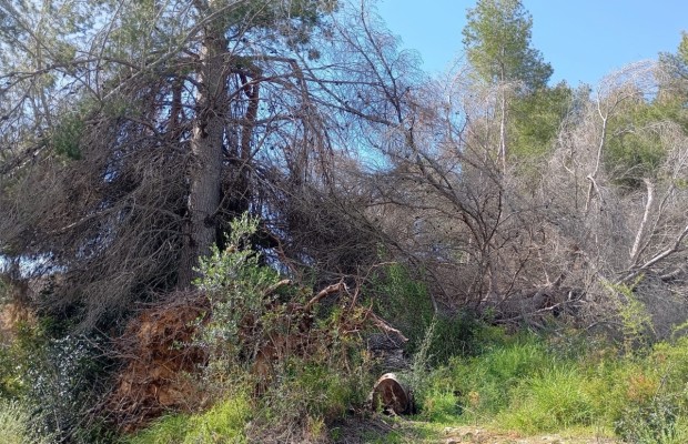La Generalitat ejecuta trabajos de retirada de pinos secos en el parque natural del Turia, en Vilamarxant