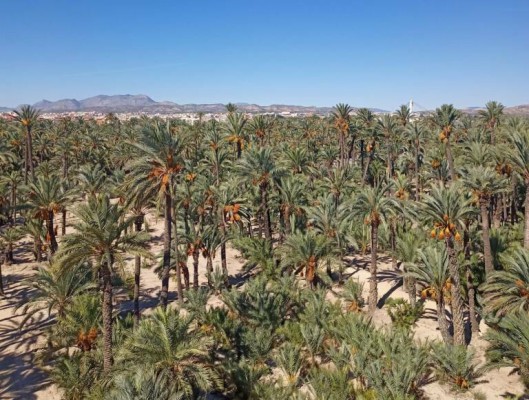 El PP insiste en reformar la Ley del Palmeral de Elche; el PSOE advierte que irá a Unesco e Icomos