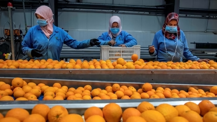 Egipto aprovecha la ventana de oportunidad para sus cítricos en la UE: lidera los envíos de naranjas y triplica los de mandarinas