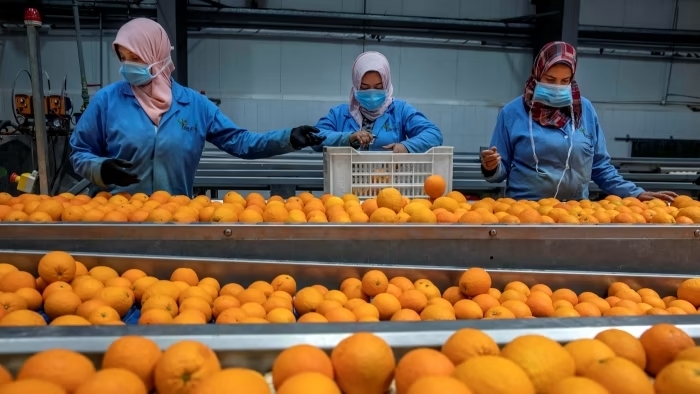 Egipto aprovecha la ventana de oportunidad para sus cítricos en la UE: lidera los envíos de naranjas y triplica los de mandarinas