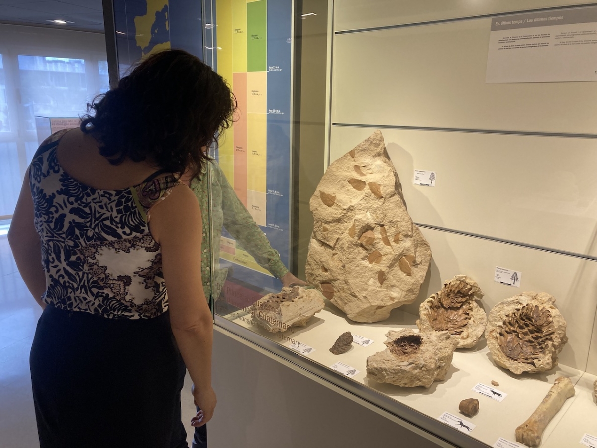 Ejemplar actualmente expuesto en el museo y que es el mismo que aparece en primer plano en la fotografía de 1994