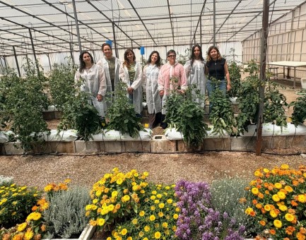 Siete investigadoras del CEBAS-CSIC recuperan variedades de tomates murcianos para combatir el cambio climático