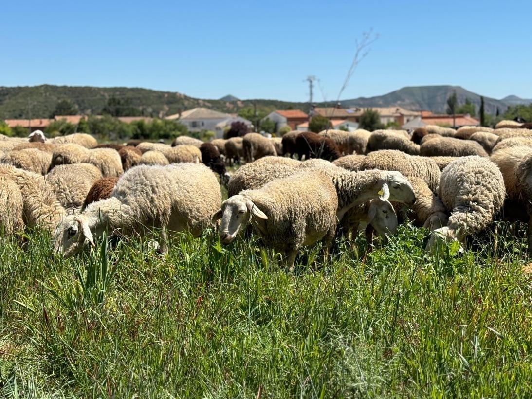 El suelo agrícola valenciano gana un nuevo fertilizante: la inservible lana del ganado