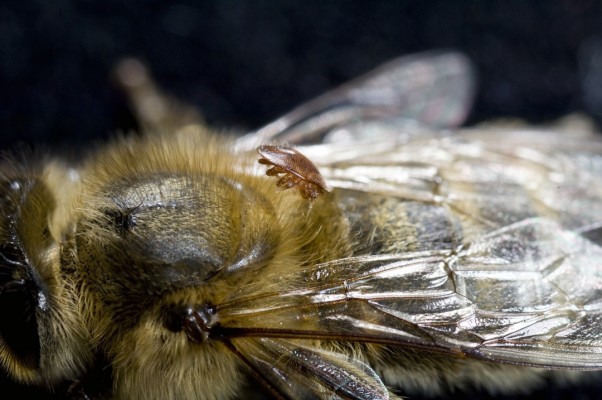 Descubren dos nuevas mutaciones del parásito ‘Varroa’ que le permiten seguir matando abejas