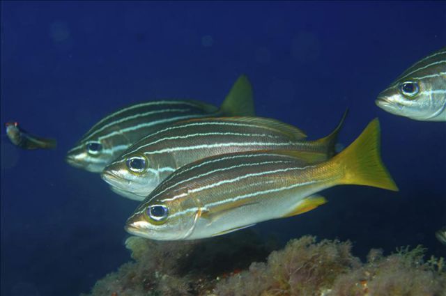 El tamaño de los genitales no importa para los peces